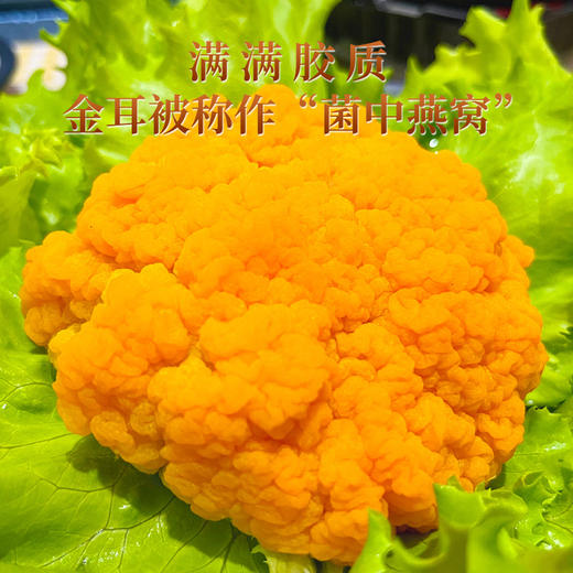 新鲜金耳菌 商品图2