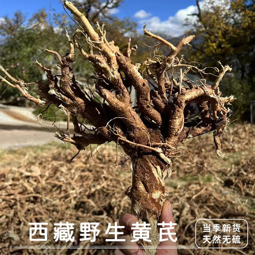 【西藏野生黄芪】西藏林芝地区野生黄芪250g 商品图0