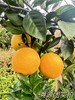 【正宗原生态赣南脐橙🍊】选自赣州生态种植基地 · 最好的脐橙产地 口感极佳 · 山泉水灌溉 使用花生粕农家肥料 · 原生态种植 无农残 不催熟 不染色 商品缩略图4