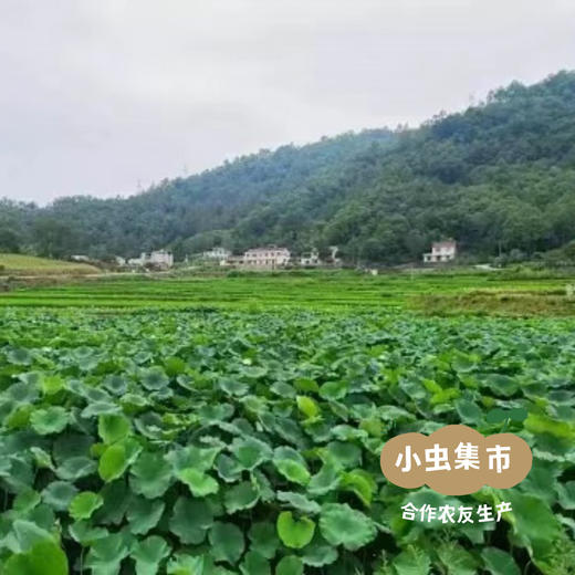 生态红花粉藕 5斤 | 合作农友生产，产自四川遂宁，生产者：廖勇 *【公平贸易农人定价】 商品图12