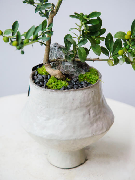 提根造型金豆 商品图1