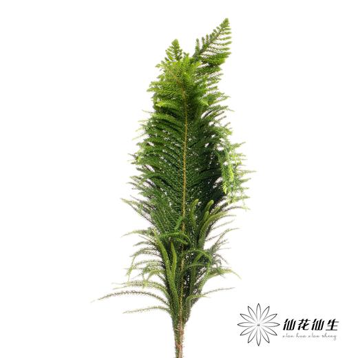 叶材 | 南洋杉 商品图0