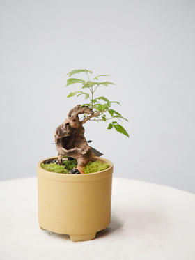 黄荆