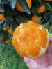 【分仓直发包邮】湖北九月红果冻橙5斤大果 商品缩略图4