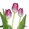 国产郁金香 | 紫水晶 商品缩略图3