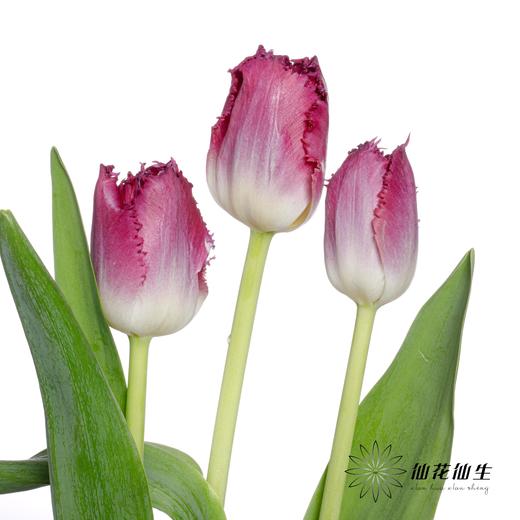 国产郁金香 | 紫水晶 商品图3