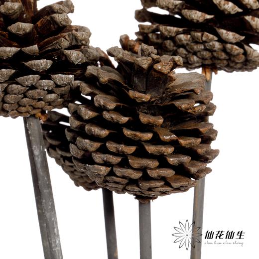 干花 ｜ 小号松果 商品图2