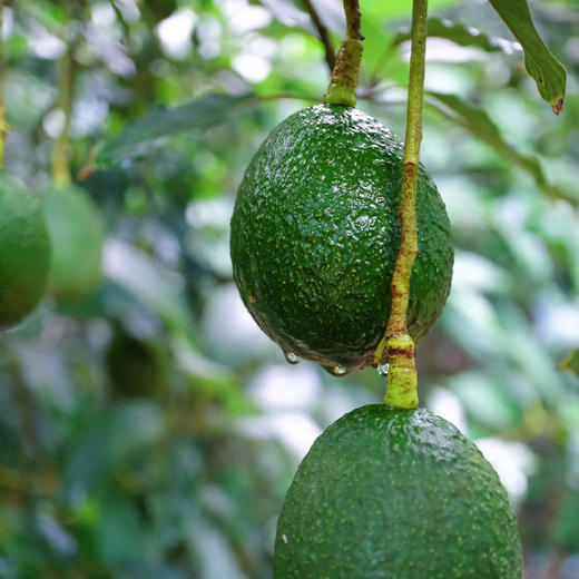 【丝滑醇厚 奶油质感】云南孟连 奶香牛油果 “森林奶油”个大饱满 精品装 商品图3