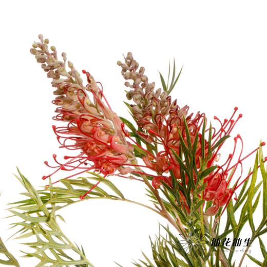 配花 | 小银桦 商品图1