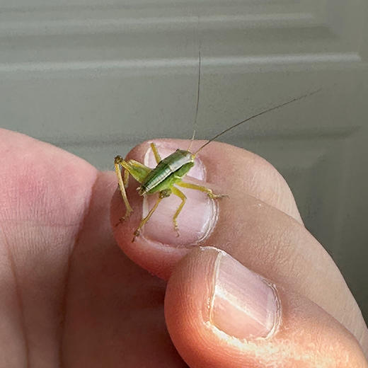 密云东邵渠镇小岭村开发文创立体纸模型自己动手拼接铁皮蝈蝈  会叫的铁皮蝈蝈 商品图8