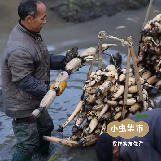 生态红花粉藕 5斤 | 合作农友生产，产自四川遂宁，生产者：廖勇 *【公平贸易农人定价】 商品图7