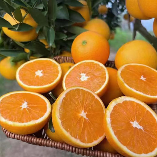 【分仓直发包邮】湖北九月红果冻橙5斤大果 商品图3