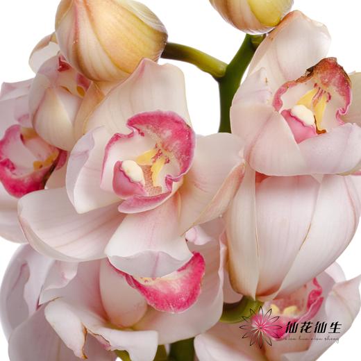 兰花 | 大花蕙兰浅粉【轻微瑕疵 折痕 不售后，介意者慎拍】 商品图0