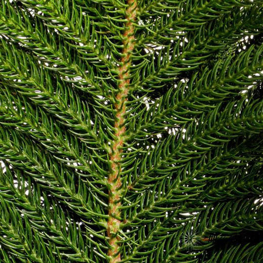 叶材 | 南洋杉 商品图1