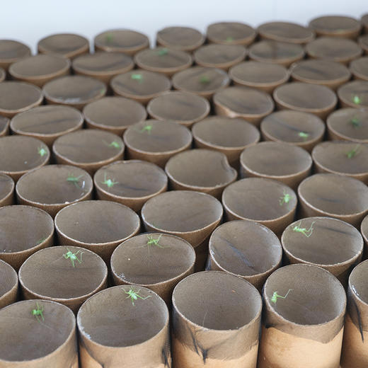 密云东邵渠镇小岭村开发文创立体纸模型自己动手拼接铁皮蝈蝈  会叫的铁皮蝈蝈 商品图7