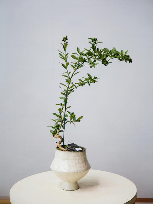 提根造型金豆 商品图0