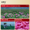 【琥珀凝香】玫瑰祁门红茶礼盒150g 商品缩略图4