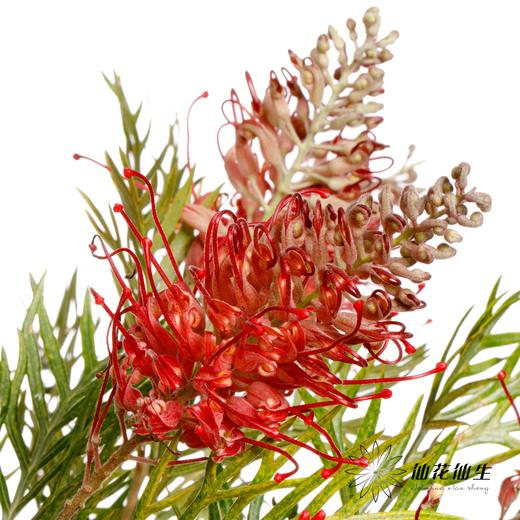 配花 | 小银桦 商品图4