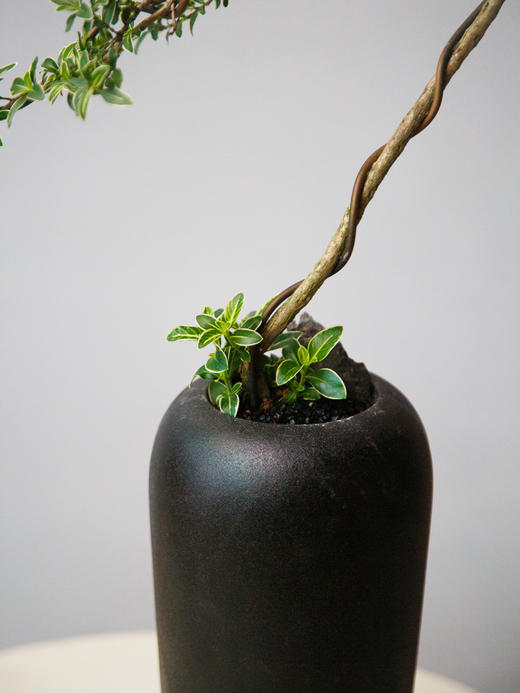 六月雪 商品图1