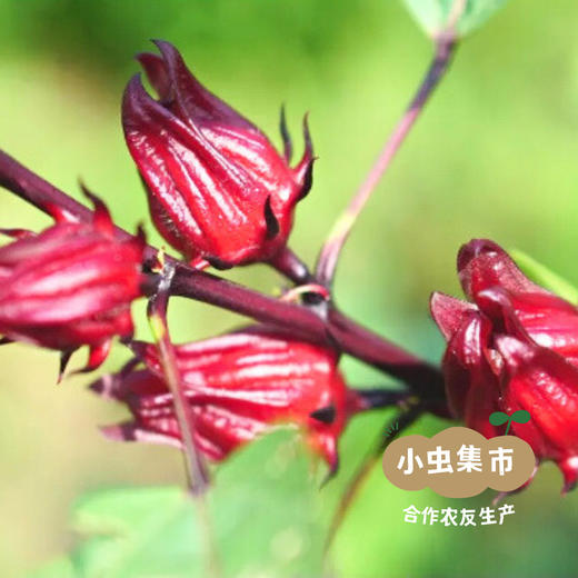 生态玫瑰洛神花茶 25g | 合作农友生产，产自广东五桂山旗溪村，生产者：郝冠辉 &【公平贸易农人定价】 商品图5