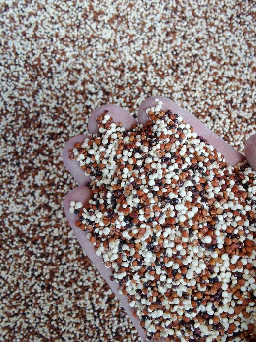 高原三色藜麦·哈姆谷生态农场 商品图1