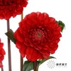 配花 | 大丽花红色（轻微折痕不售后） 商品缩略图3