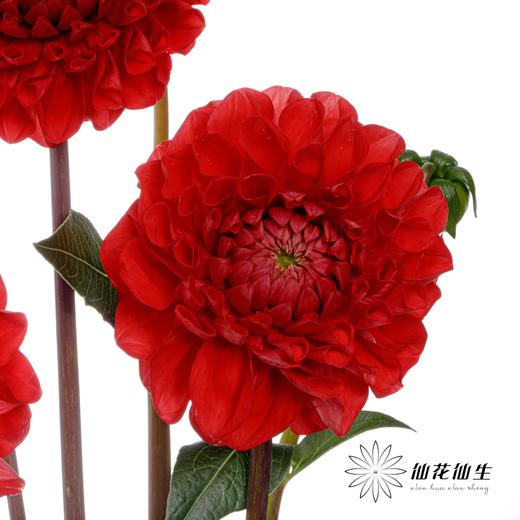 配花 | 大丽花红色（轻微折痕不售后） 商品图3