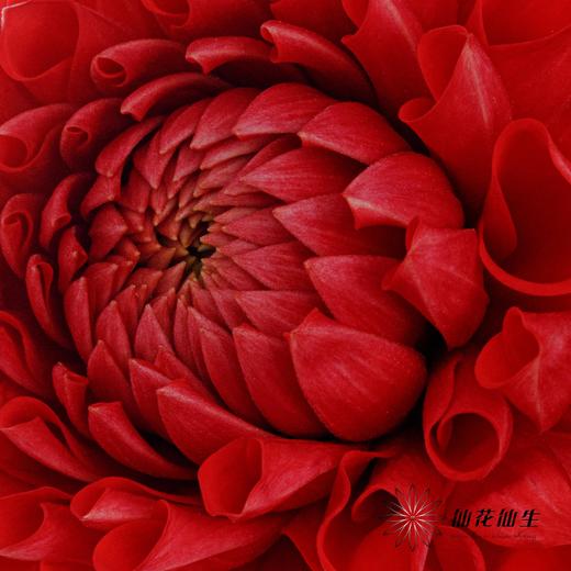 配花 | 大丽花红色（轻微折痕不售后） 商品图2