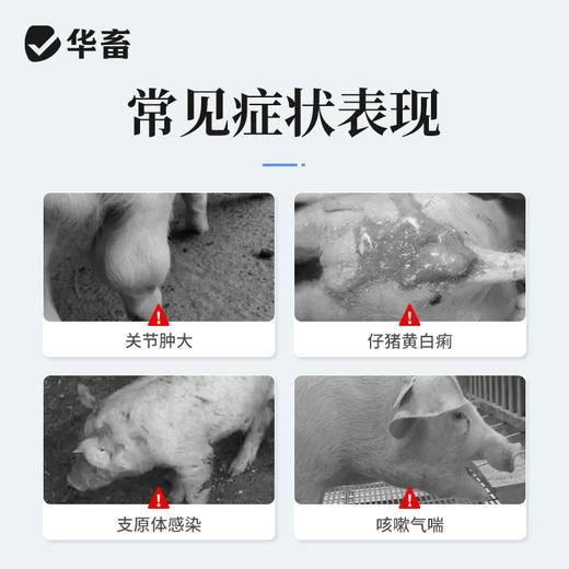 【社群专享】华畜兽药 盐酸林可霉素注射液10ml*10支 肺炎咳喘 关节肿大 仔猪黄白痢 商品图1