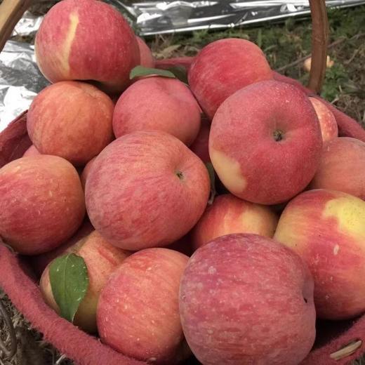 阿克苏苹果 约500g /份 商品图0