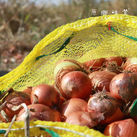 阿拉善生态洋葱（农场直发-顺丰包邮）| 5斤/件，来自内蒙古阿拉善大漠，生产者：马彦伟【合作生产，公平贸易】 商品图5