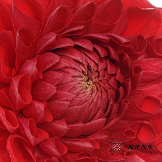 配花 | 大丽花红色（轻微折痕不售后） 商品图4