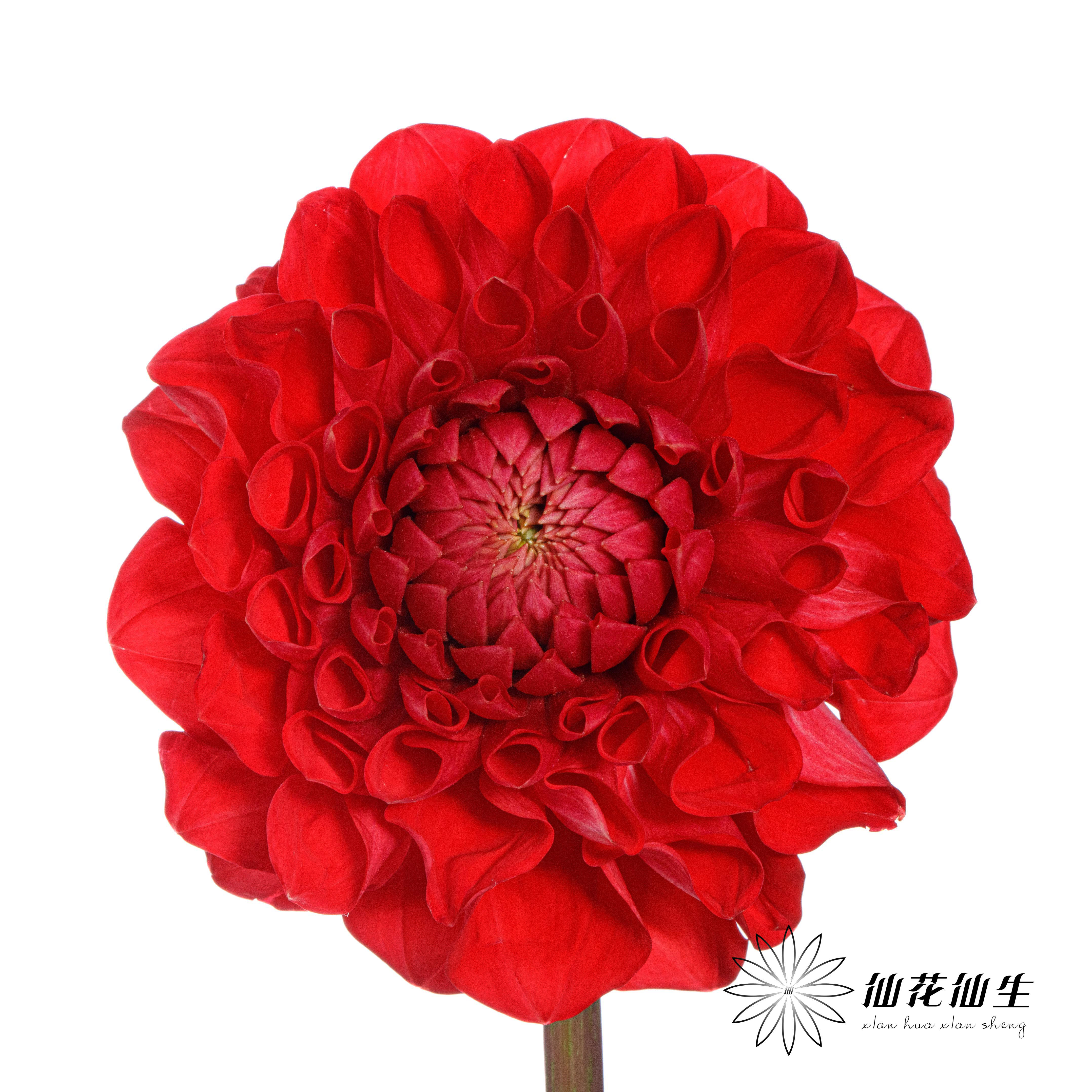 配花 | 大丽花红色（轻微折痕不售后）