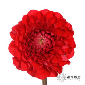 配花 | 大丽花红色（轻微折痕不售后）