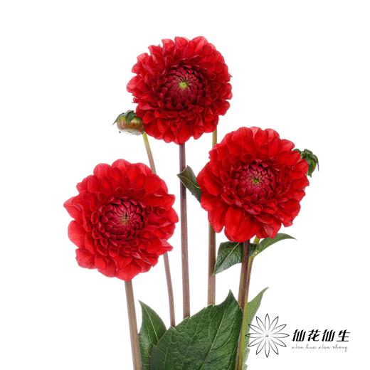 配花 | 大丽花红色（轻微折痕不售后） 商品图1