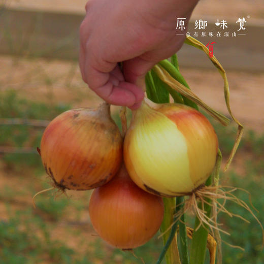 阿拉善生态洋葱（农场直发-顺丰包邮）| 5斤/件，来自内蒙古阿拉善大漠，生产者：马彦伟【合作生产，公平贸易】 商品图3