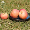 生态红富士苹果（河北）| 合作生产 * Ecological  Apple | Coproduction 商品缩略图4