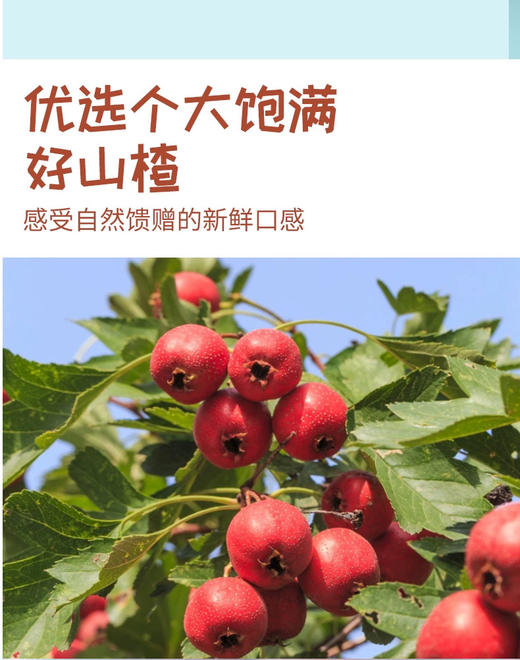 平价优选：无狠活自然棒棒糖128g/桶独立装梨膏棒棒糖&山楂棒棒糖好吃不腻【药济天下】 商品图5