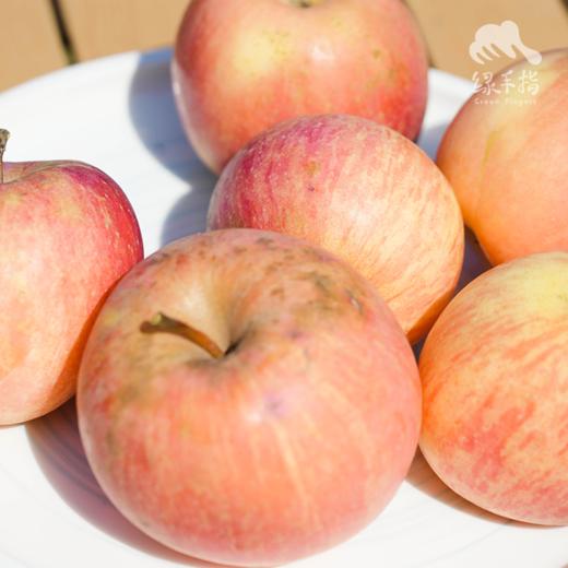 生态红富士苹果（河北）| 合作生产 * Ecological  Apple | Coproduction 商品图2