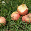 生态红富士苹果（河北）| 合作生产 * Ecological  Apple | Coproduction 商品缩略图3