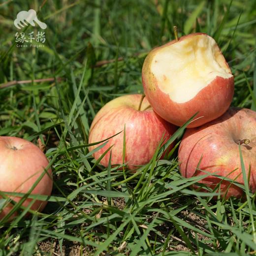 生态红富士苹果（河北）| 合作生产 * Ecological  Apple | Coproduction 商品图3