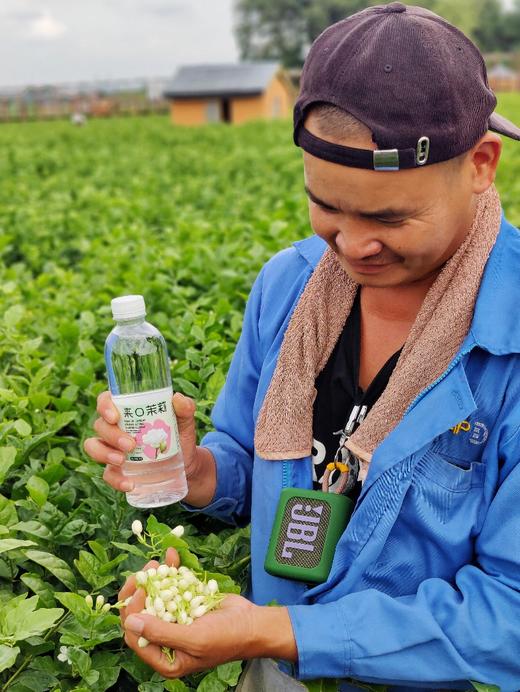 米马姐姐推荐 茉莉花水 冷萃工艺 亿口清甜 一款让你爱上喝水的好水 商品图3