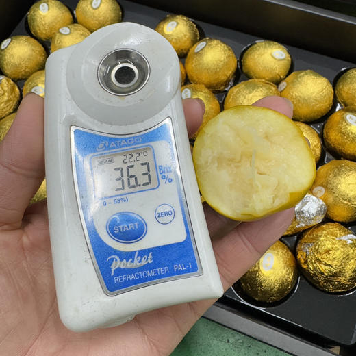 融安龙珠大金柑 商品图4