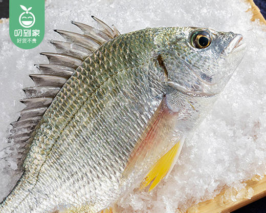本港小船海捕小黄翅鱼（杀好-冰鲜）/1份（4条，共约400-450g） 商品图1