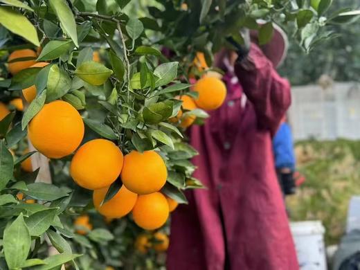 【正宗原生态赣南脐橙🍊】选自赣州生态种植基地 · 最好的脐橙产地 口感极佳 · 山泉水灌溉 使用花生粕农家肥料 · 原生态种植 无农残 不催熟 不染色 商品图1
