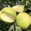 【果蔬精选】云南瑞雪苹果 生态种植 不催熟不打蜡 自然熟 果肉微黄 肉脆多汁 纯甜无酸 果香浓郁 商品缩略图3
