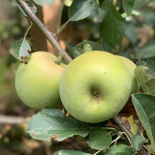 【果蔬精选】云南瑞雪苹果 生态种植 不催熟不打蜡 自然熟 果肉微黄 肉脆多汁 纯甜无酸 果香浓郁 商品图4