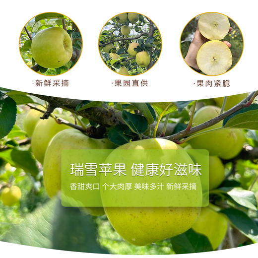 【瑞雪苹果】国货苹果之光，平均海拔2000米高原种植，玫瑰香脆细甜汁水丰盈带皮吃更香，维生素矿物质膳食纤维营养丰富 商品图3