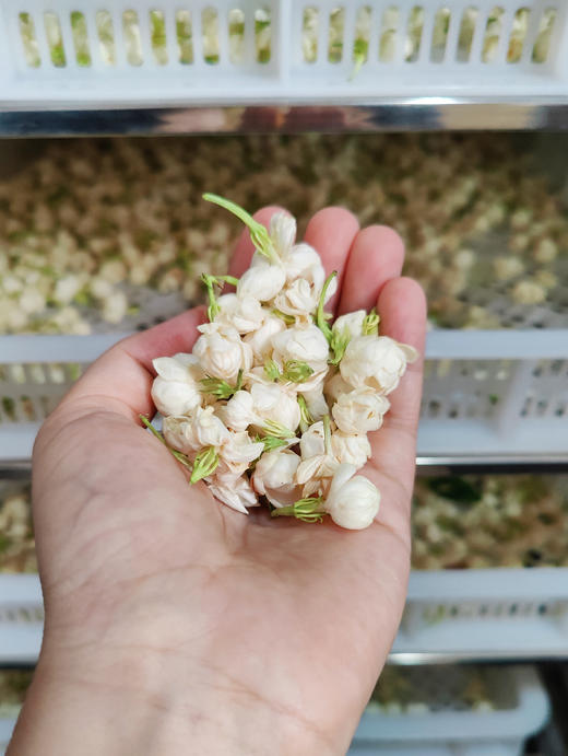 米马姐姐推荐 茉莉花水 冷萃工艺 亿口清甜 一款让你爱上喝水的好水 商品图2