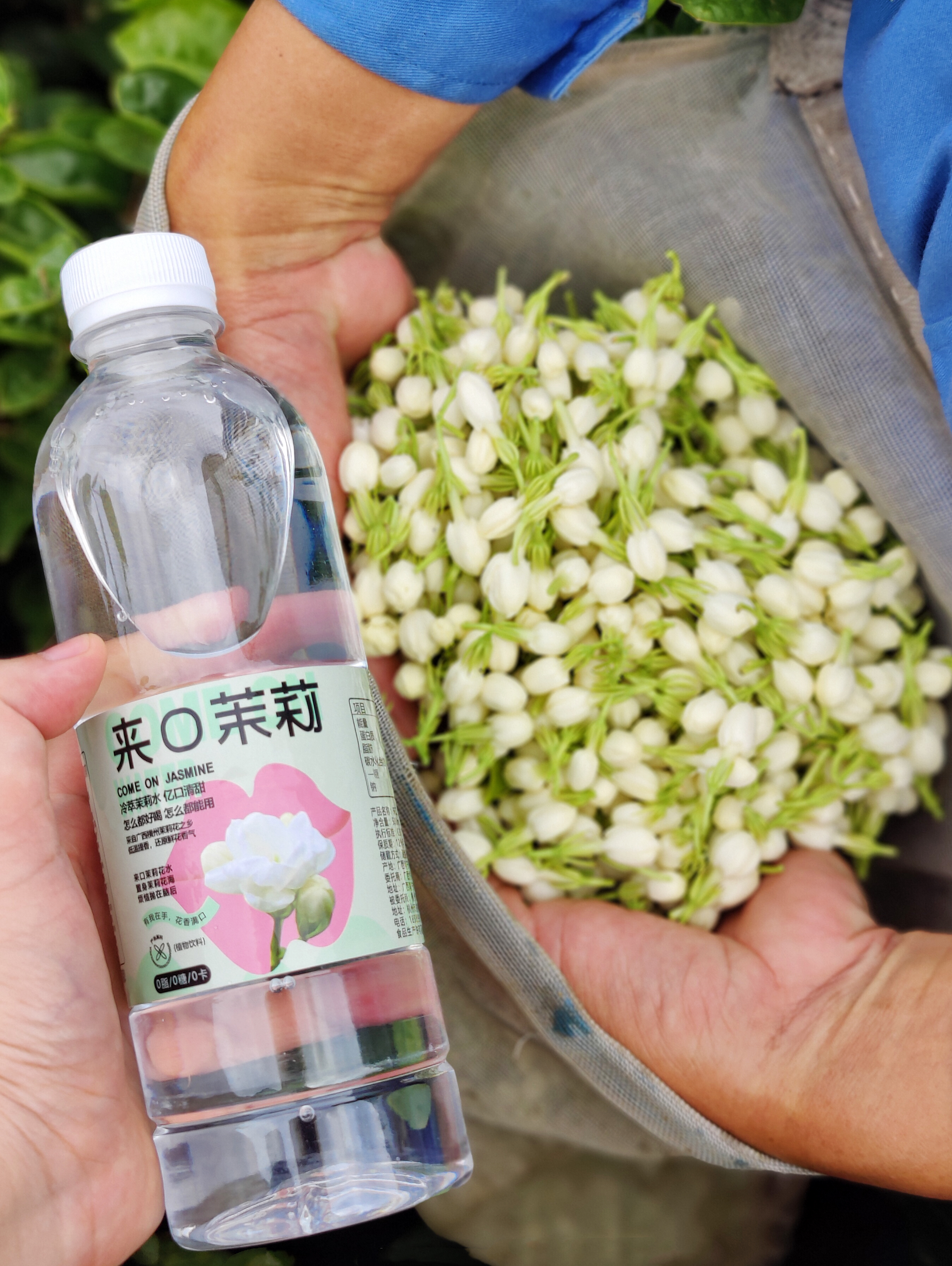 米马姐姐推荐 茉莉花水 冷萃工艺 亿口清甜 一款让你爱上喝水的好水